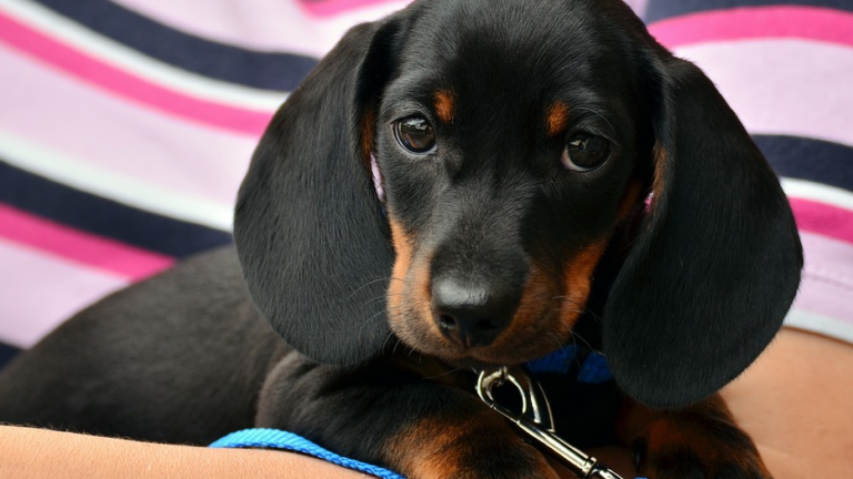 dachschund puppy